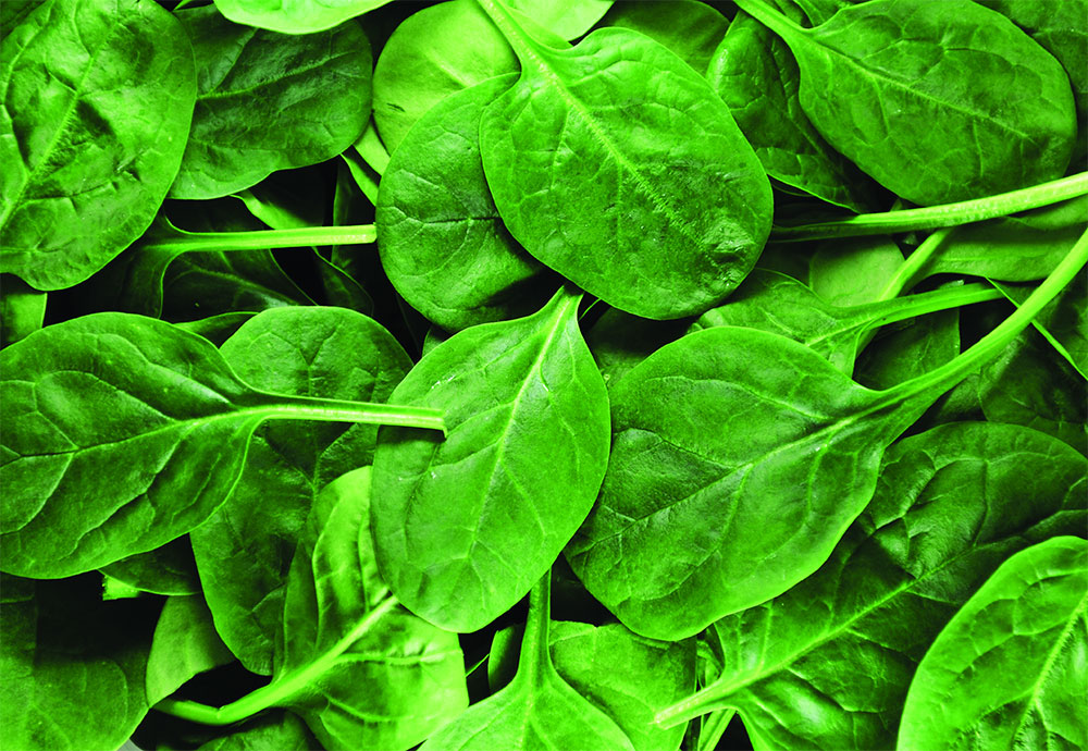 Fresh spinach leaves